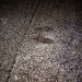 db_Nachtumzug_Pfaffenweiler_06_02__48_2
