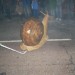 db_Nachtumzug_Pfaffenweiler_06_02__57_2