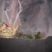 db_Nachtumzug_Pfaffenweiler_06_02__64_2
